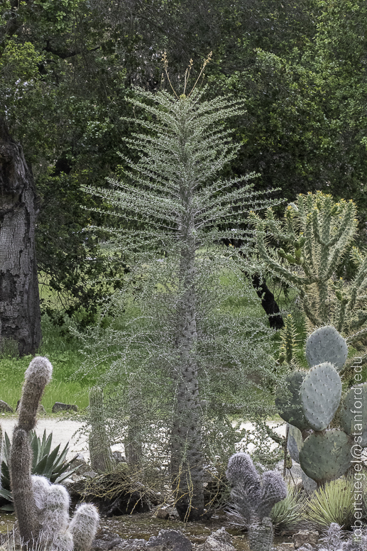 arizona garden